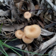 zz agaric (stem; gills white/cream) at Carwoola, NSW - 4 Apr 2020 12:00 AM