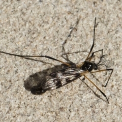 Gynoplistia (Gynoplistia) bella (A crane fly) at Michelago, NSW - 10 Nov 2018 by Illilanga