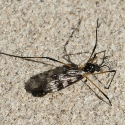 Gynoplistia (Gynoplistia) bella (A crane fly) at Illilanga & Baroona - 10 Nov 2018 by Illilanga