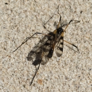 Gynoplistia (Gynoplistia) bella at Michelago, NSW - 11 Nov 2018 09:11 AM