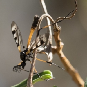 Gynoplistia (Gynoplistia) bella at Michelago, NSW - 11 Nov 2018 09:11 AM