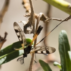 Gynoplistia (Gynoplistia) bella at Michelago, NSW - 11 Nov 2018 09:11 AM