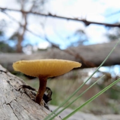 Lentinus arcularius (Fringed Polypore) at Carwoola, NSW - 4 Apr 2020 by Zoed