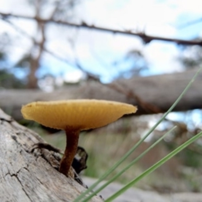 Lentinus arcularius (Fringed Polypore) at QPRC LGA - 3 Apr 2020 by Zoed