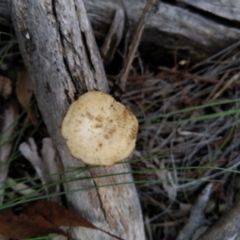 Lentinus arcularius at Carwoola, NSW - 4 Apr 2020