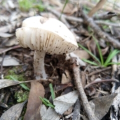 zz agaric (stem; gills white/cream) at Carwoola, NSW - 3 Apr 2020 by Zoed