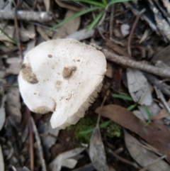 zz agaric (stem; gills white/cream) at Carwoola, NSW - 4 Apr 2020