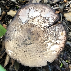 Agaricus sp. at Hughes, ACT - 4 Apr 2020 03:00 PM