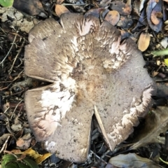 Agaricus sp. at Hughes, ACT - 4 Apr 2020