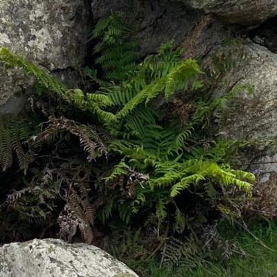 Pteridium esculentum at Rossi, NSW - 2 Mar 2020 by SthTallagandaSurvey