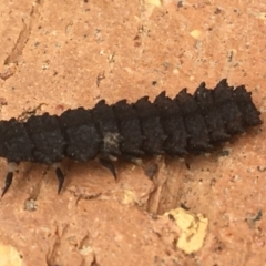 Lycidae sp. (family) (Net-winged beetle) at Hughes, ACT - 28 Mar 2020 by Linden