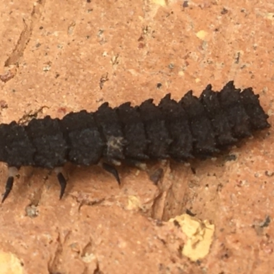 Lycidae sp. (family) (Net-winged beetle) at Hughes, ACT - 28 Mar 2020 by Linden