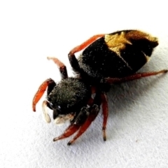 Apricia jovialis (Jovial jumping spider) at Crooked Corner, NSW - 3 Apr 2020 by Milly