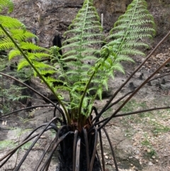 Dicksonia antarctica (Soft Treefern) at Rossi, NSW - 2 Mar 2020 by SthTallagandaSurvey