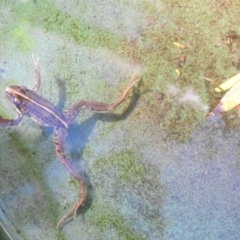 Limnodynastes peronii (Brown-striped Frog) at Burradoo, NSW - 4 Apr 2020 by GlossyGal