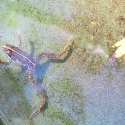 Limnodynastes peronii (Brown-striped Frog) at Burradoo - 4 Apr 2020 by GlossyGal