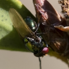 Melanina sp. (genus) (Lauxaniid fly) at Illilanga & Baroona - 11 Nov 2018 by Illilanga