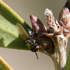 Melanina sp. (genus) at Michelago, NSW - 12 Nov 2018 09:15 AM