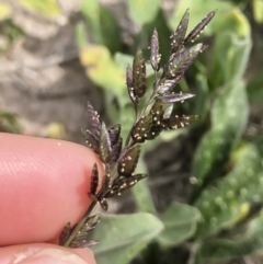 Eragrostis cilianensis (Stinkgrass) at Illilanga & Baroona - 29 Mar 2020 by Illilanga