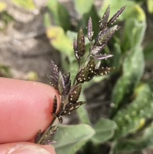 Eragrostis cilianensis at Michelago, NSW - 29 Mar 2020