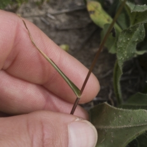 Eragrostis cilianensis at Michelago, NSW - 29 Mar 2020 12:19 PM