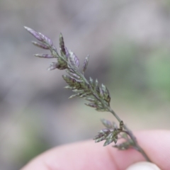 Eragrostis cilianensis (Stinkgrass) at Illilanga & Baroona - 29 Mar 2020 by Illilanga