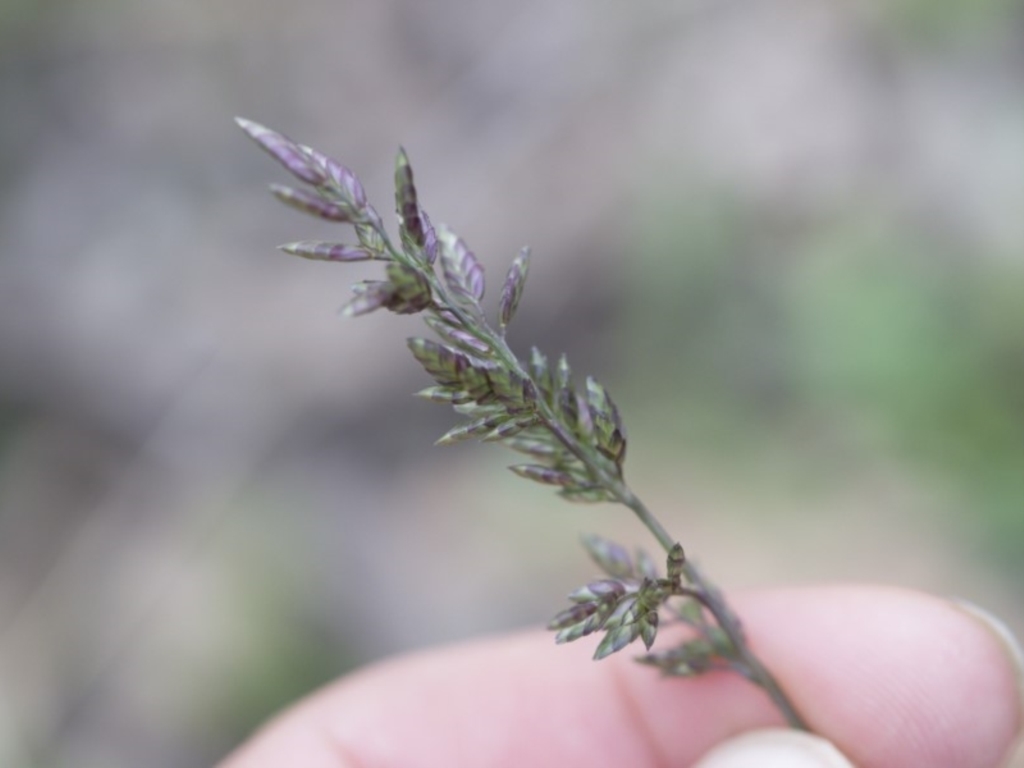 Eragrostis cilianensis at Michelago, NSW - 29 Mar 2020