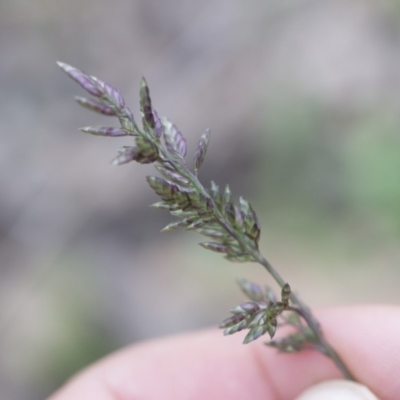 Eragrostis cilianensis (Stinkgrass) at Michelago, NSW - 29 Mar 2020 by Illilanga