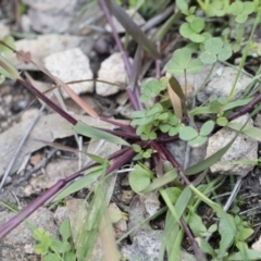 Eragrostis cilianensis at Michelago, NSW - 29 Mar 2020