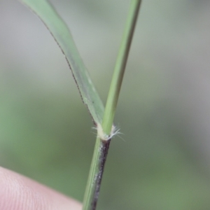 Eragrostis cilianensis at Michelago, NSW - 29 Mar 2020