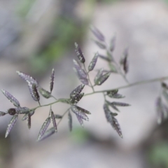 Eragrostis cilianensis at Michelago, NSW - 29 Mar 2020