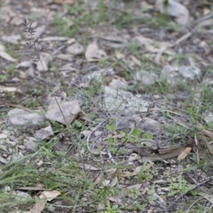 Eragrostis cilianensis at Michelago, NSW - 29 Mar 2020