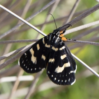 Phalaenoides tristifica (Willow-herb Day-moth) at Illilanga & Baroona - 29 Feb 2020 by Illilanga