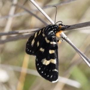 Phalaenoides tristifica at Michelago, NSW - 1 Mar 2020