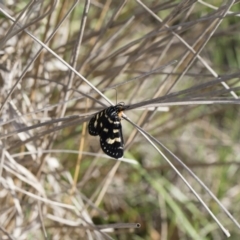 Phalaenoides tristifica at Michelago, NSW - 1 Mar 2020