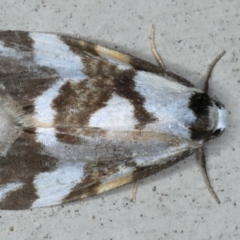 Thallarcha staurocola (Patched Footman) at Lilli Pilli, NSW - 31 Mar 2020 by jb2602