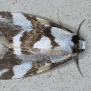 Thallarcha staurocola at Lilli Pilli, NSW - 31 Mar 2020 08:00 PM