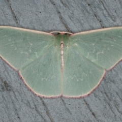 Chlorocoma (genus) (An Emerald moth (Geometrinae)) at Lilli Pilli, NSW - 31 Mar 2020 by jb2602