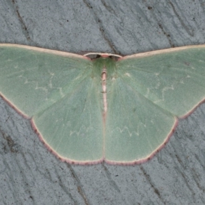 Chlorocoma (genus) at Lilli Pilli, NSW - 31 Mar 2020