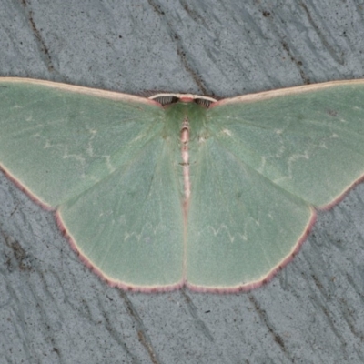 Chlorocoma (genus) (An Emerald moth (Geometrinae)) at Lilli Pilli, NSW - 31 Mar 2020 by jb2602