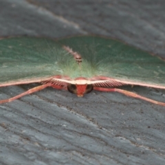 Chlorocoma (genus) at Lilli Pilli, NSW - 31 Mar 2020 11:25 PM