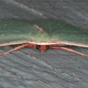 Chlorocoma (genus) at Lilli Pilli, NSW - 31 Mar 2020 11:25 PM