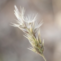 Enneapogon nigricans (Nine-awn Grass, Bottlewashers) at Illilanga & Baroona - 29 Mar 2020 by Illilanga