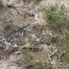 Enneapogon nigricans at Michelago, NSW - 29 Mar 2020