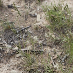 Enneapogon nigricans at Michelago, NSW - 29 Mar 2020