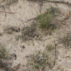 Chloris truncata at Michelago, NSW - 29 Mar 2020