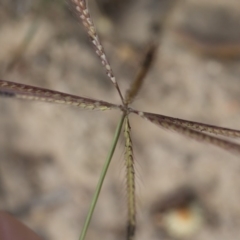 Chloris truncata at Michelago, NSW - 29 Mar 2020