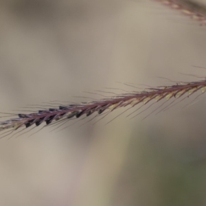 Chloris truncata at Michelago, NSW - 29 Mar 2020