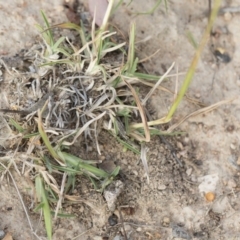 Chloris truncata at Michelago, NSW - 29 Mar 2020