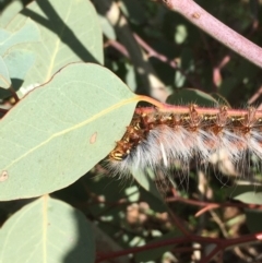 Anthela varia (Hairy Mary) at Fyshwick, ACT - 4 Apr 2020 by JaneR